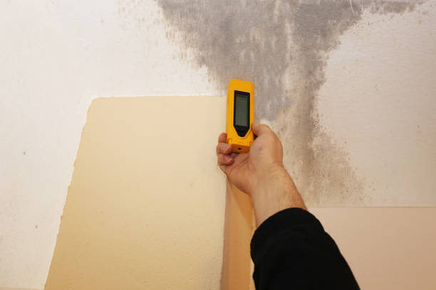 Mold Odor Removal Services in Winthrop, MN