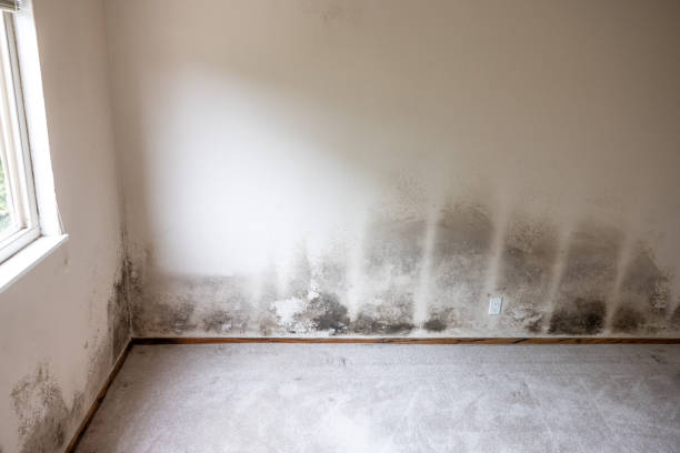 Mold Removal for HVAC Installations in Winthrop, MN